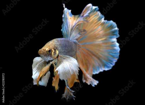 Colorful waver of Betta Saimese fighting fish