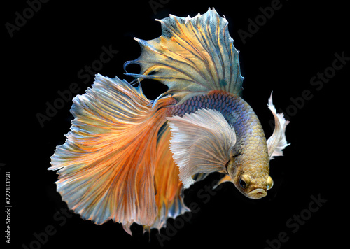 Photography Colorful  waver of Betta Saimese fighting fish