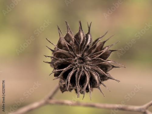 blume