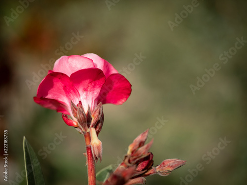 blume
