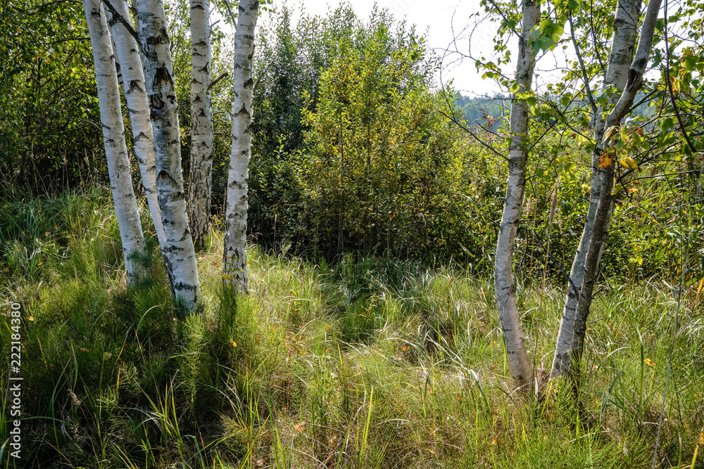 birch tree trunk texture in direct sunlight