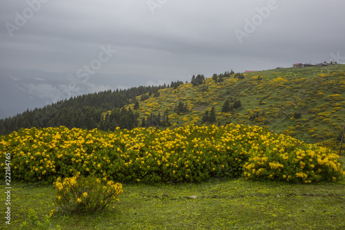 The rich nature of the Black Sea photo