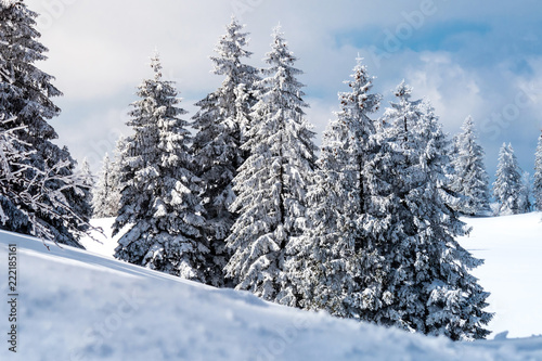 Wintermärchen mit verschneiten Tannen, Neuschnee im Winter, Nadelbaum, Fichten, Wintersport, Landschaft