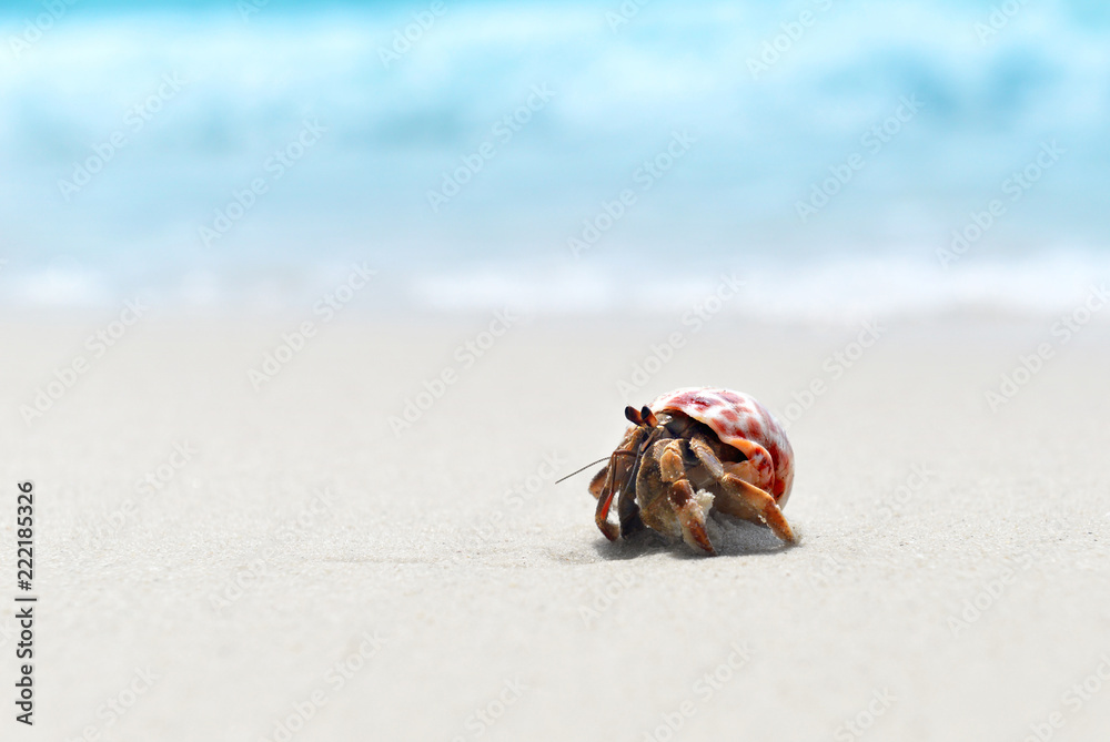 Hermit crab walking on the beach.