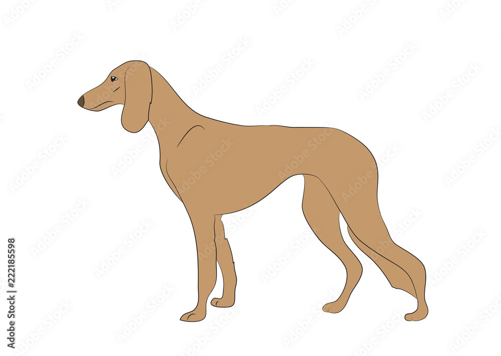 dog vector in the room