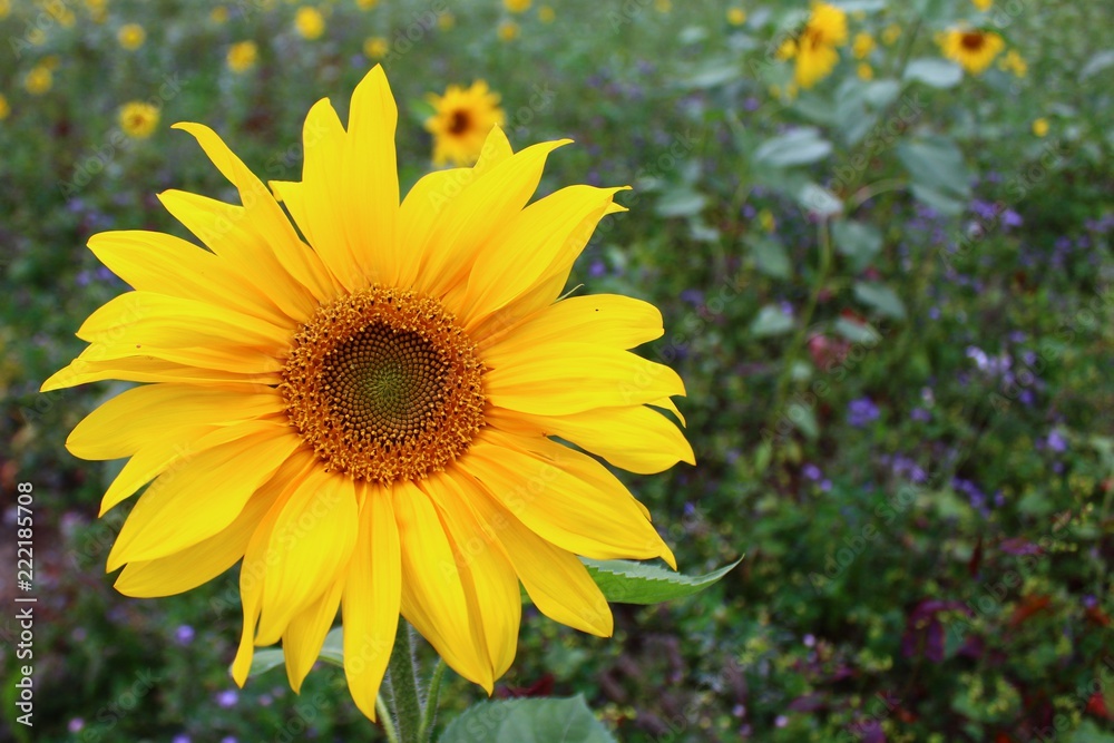 Fototapeta premium Sonnenblumenfeld