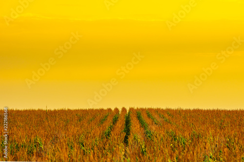 Rural fields in Europe