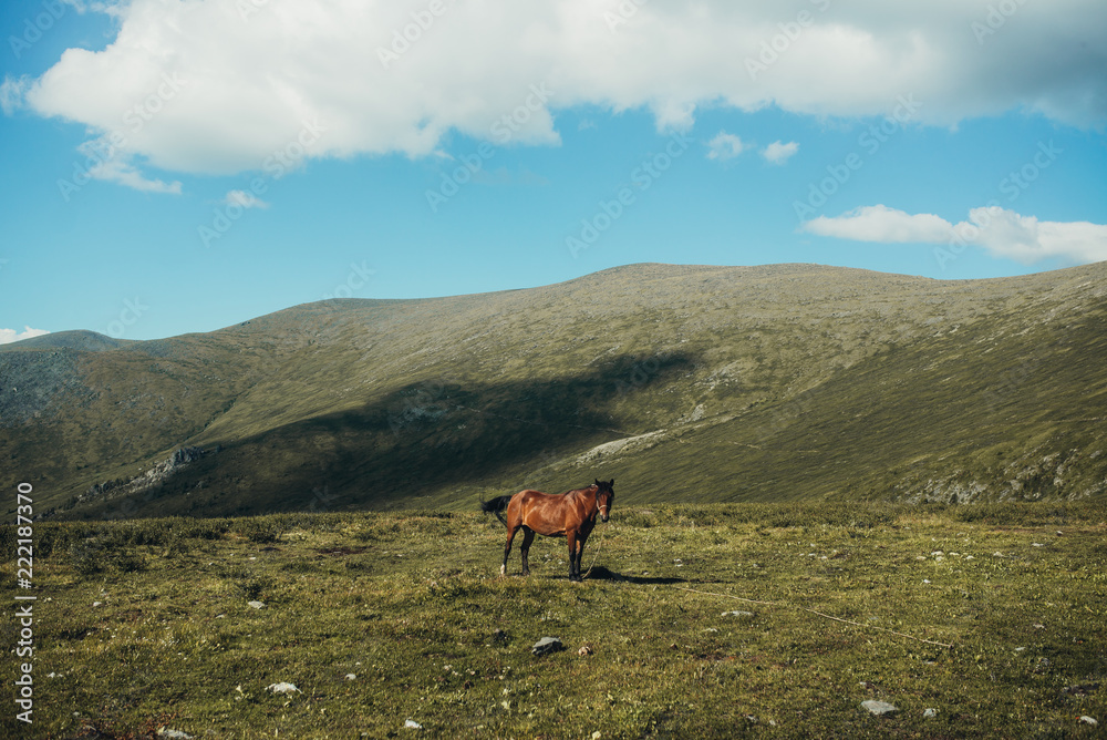 Wild horses in mountains