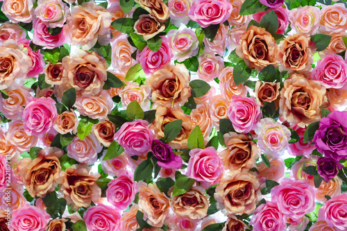 Colorful rose floral wall background