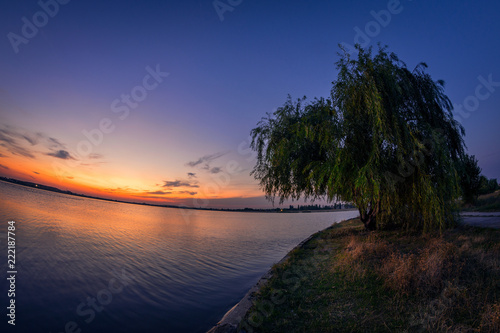 Lonely willow near the lake at sunset