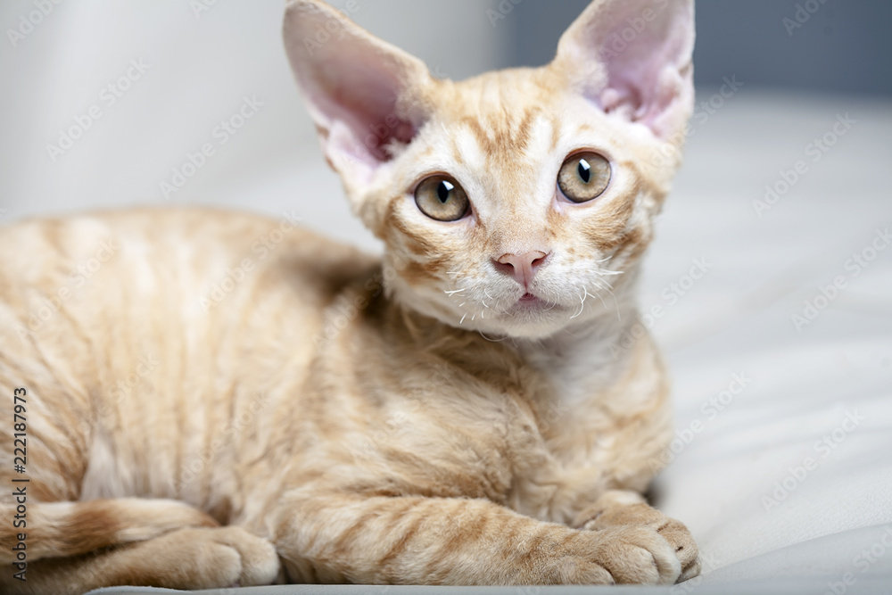 Obraz premium Red Tabby Kitten