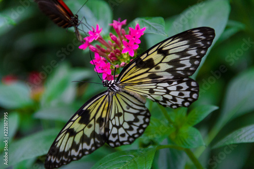 Close-up of a beautiful Paper Kite a tropical butterfly with a warm soft-focus color background september 10  2018