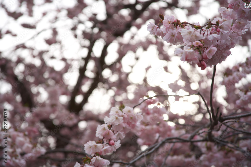 Naklejka premium Cherry blossom