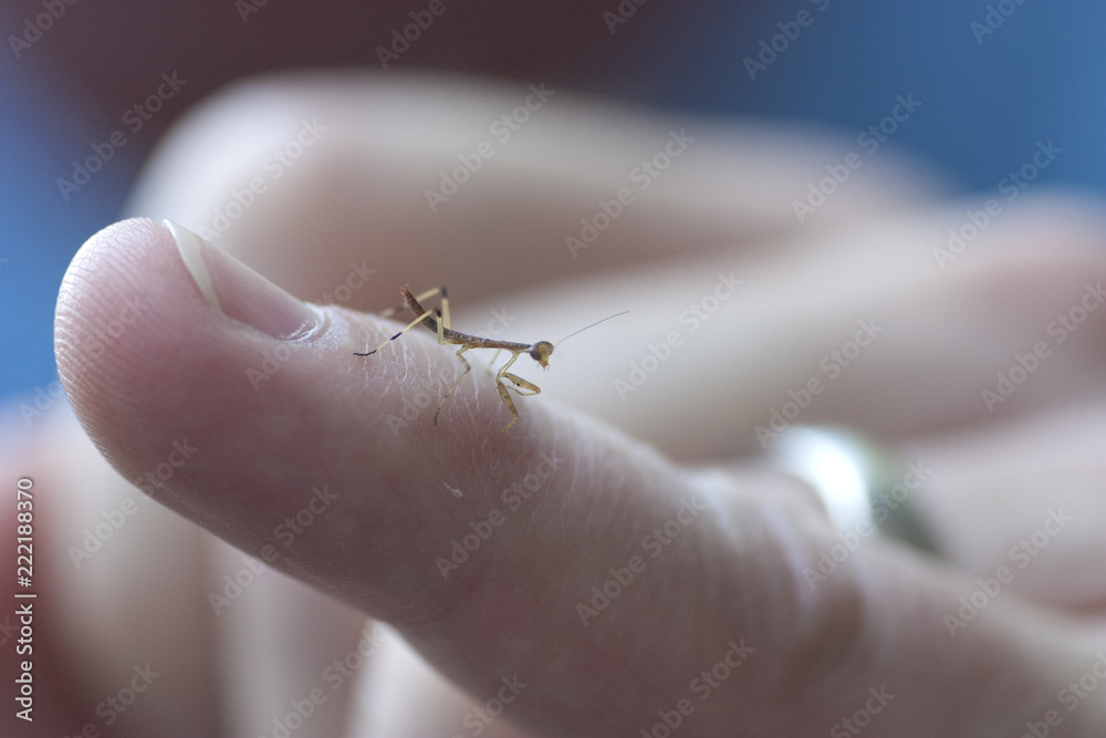 Praying Mantis on finger Praying Mantis on finger