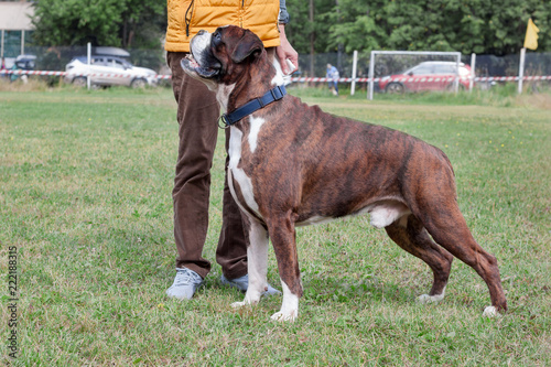 Brindle boxer puppy with white socks is standing on a green meadow with his owner. Pet animals.