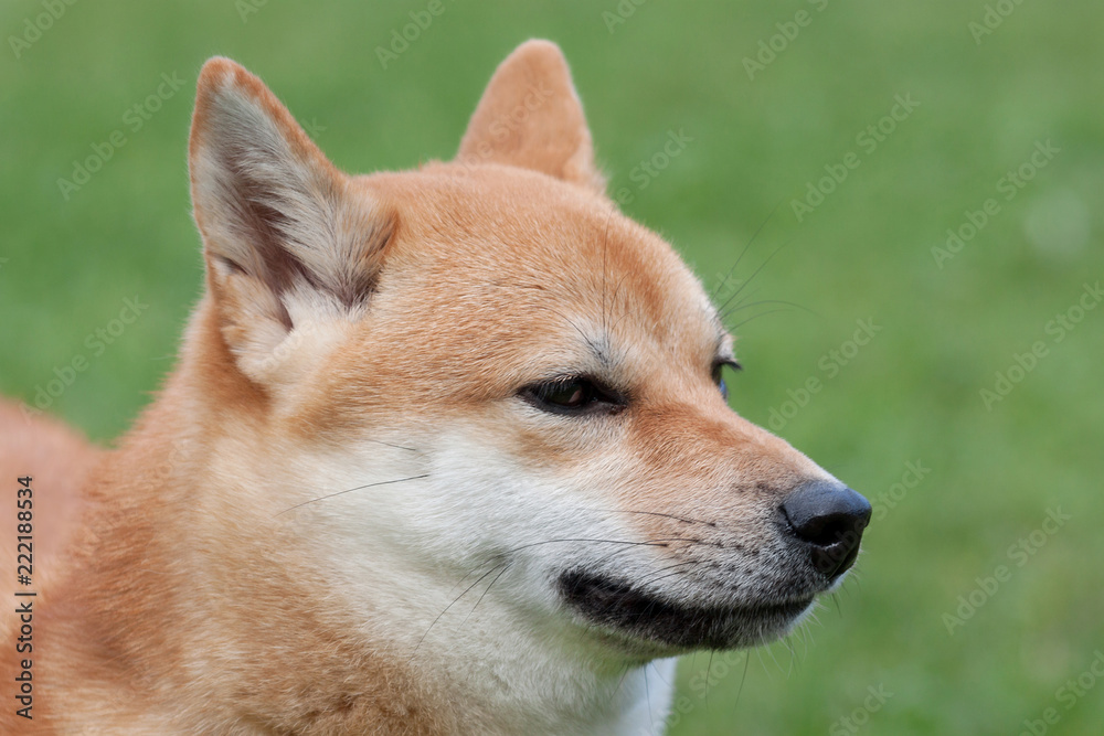 Cute red shiba inu. Japanese small size dog or japanese turf dog. Close up. Pet animals.