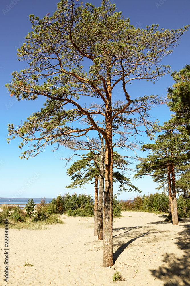 Yagry in Severodvinsk. Unique pine forest. white sea coast