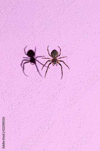 A spider weaving at night a web on the background of a pink wall, lit by a hard light of flash