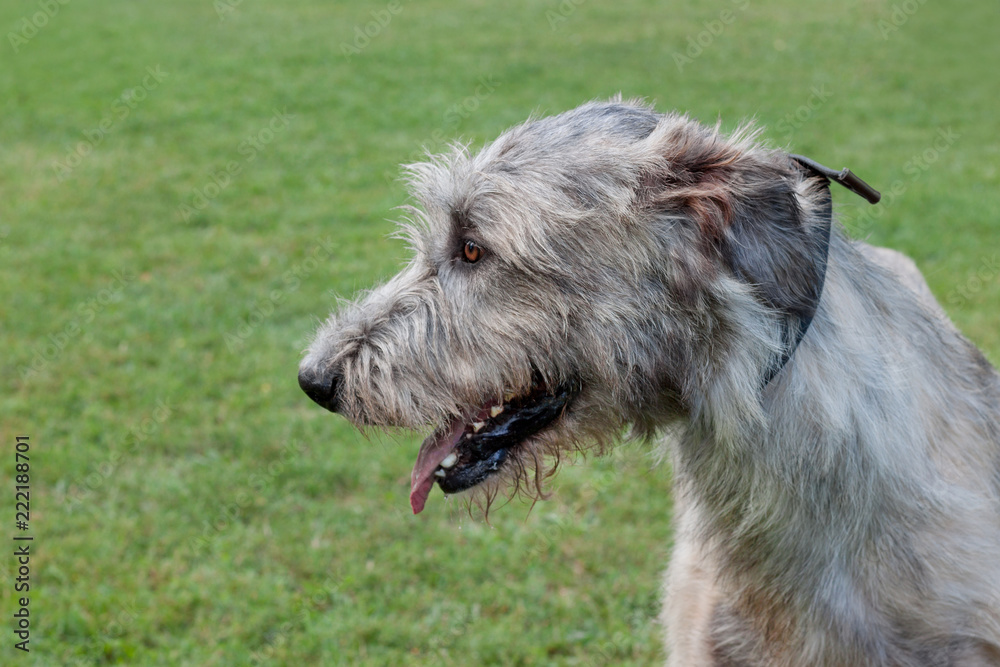 Cute irish wolfhound is standing on a green meadow. Close up. Pet animals. Cute irish wolfhound is standing on a green meadow. Close up. Pet animals.