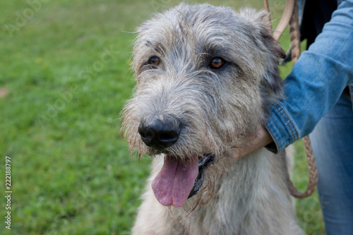 Large irish wolfhound with his owner. Close up. Pet animals.