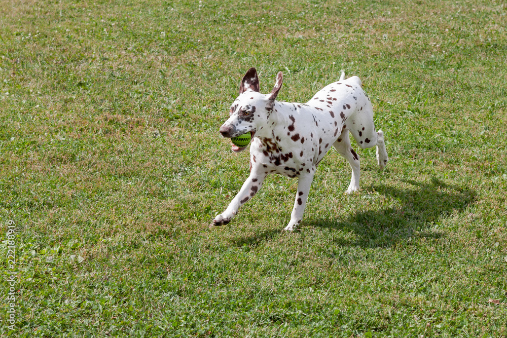 Cute dalmatian puppy is playing with small ball. Dog toys. Pet animals.