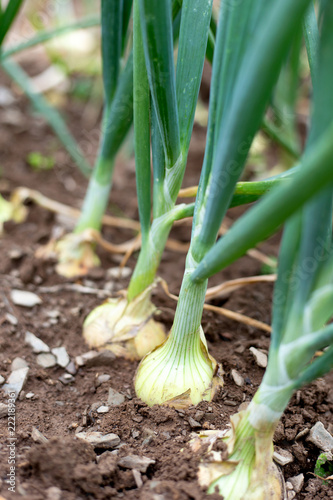 Closeup of onions growing in soil.