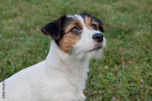Cute jack russell terrier puppy with hazel eyes. Pet animals.