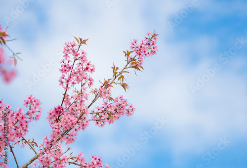 pink sakura flowers  beautiful Cherry Blossom in nature .