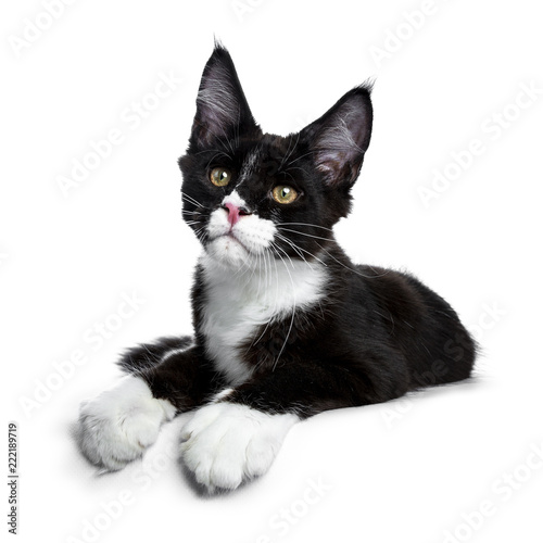 Super cute bat cat, black and white young Maine Coon cat kitten laying down with front paws hanging down from edge looking curious straight in camera isolated on white background