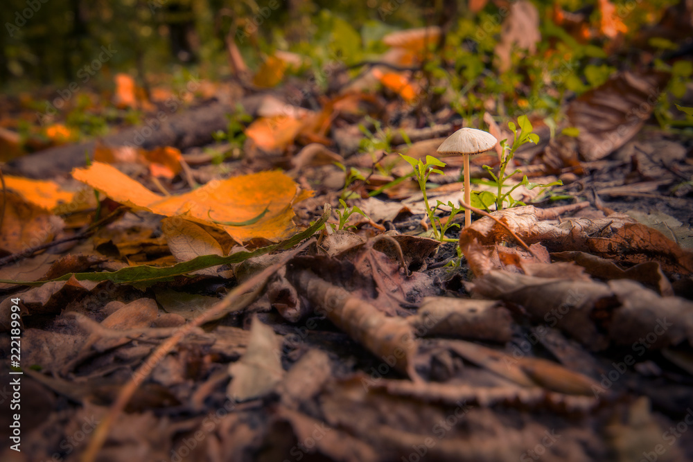 Little mushroom found in forest near fallen leaves in the autumn Little mushroom found in forest near fallen leaves in the autumn