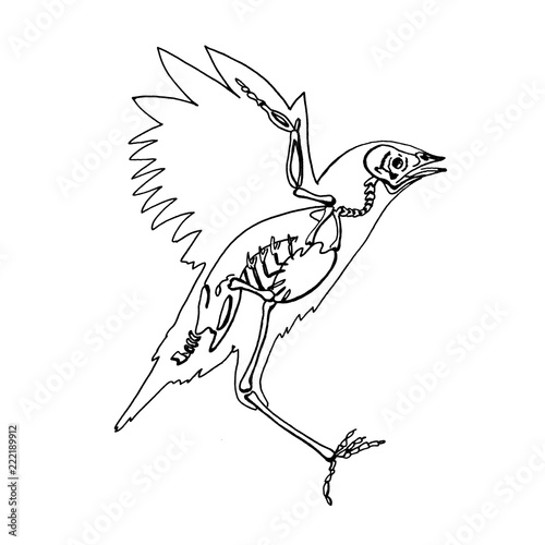  illustration of bird