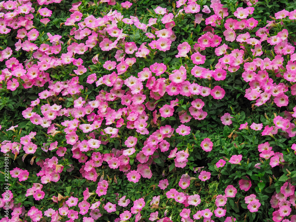 Fototapeta premium beautiful flowers, decorative hand craft