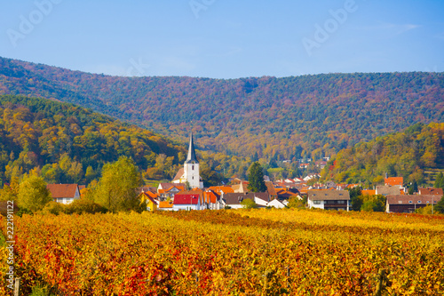 Autumn vineyard Palatinate ( Pfaizerwald )region Germany