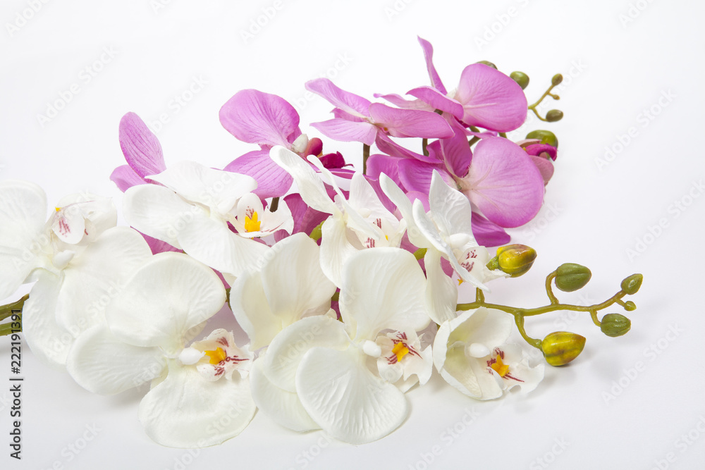 pembe ve beyaz orkide
