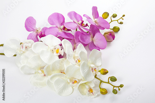 pembe ve beyaz orkide