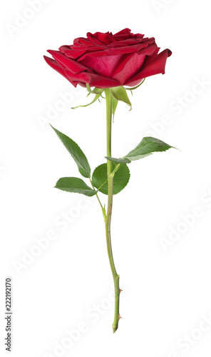 Red rose on a white background