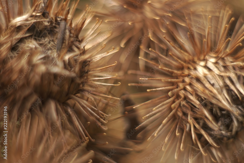 Naklejka premium dry burdock seeds macro