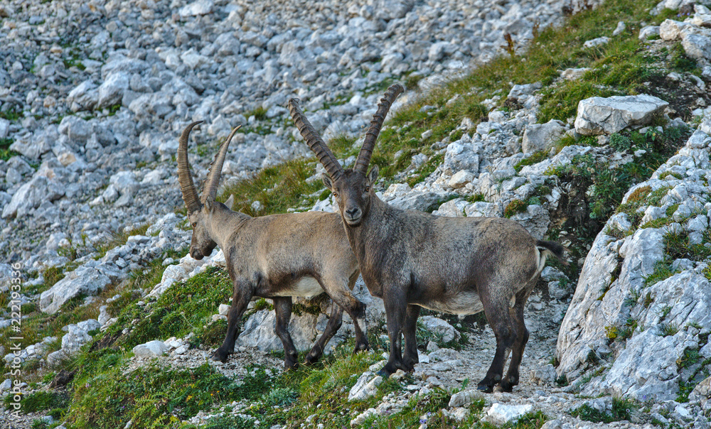 Wild european alpine ibex in nature environment