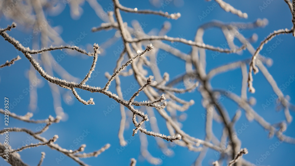 Snow On Tree Branch Snow On Tree Branch
