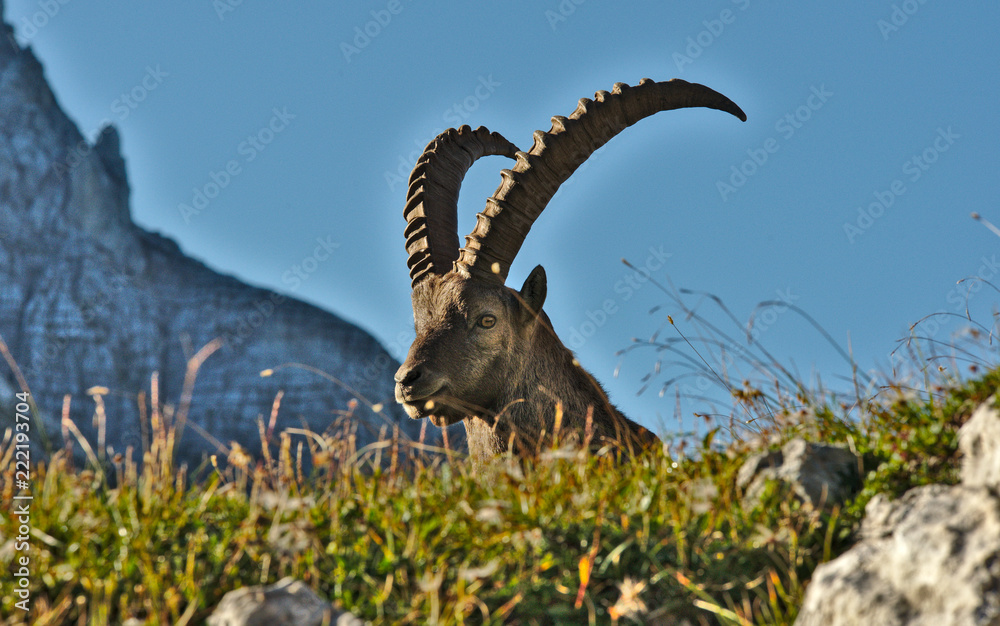 Wild european alpine ibex in nature environment
