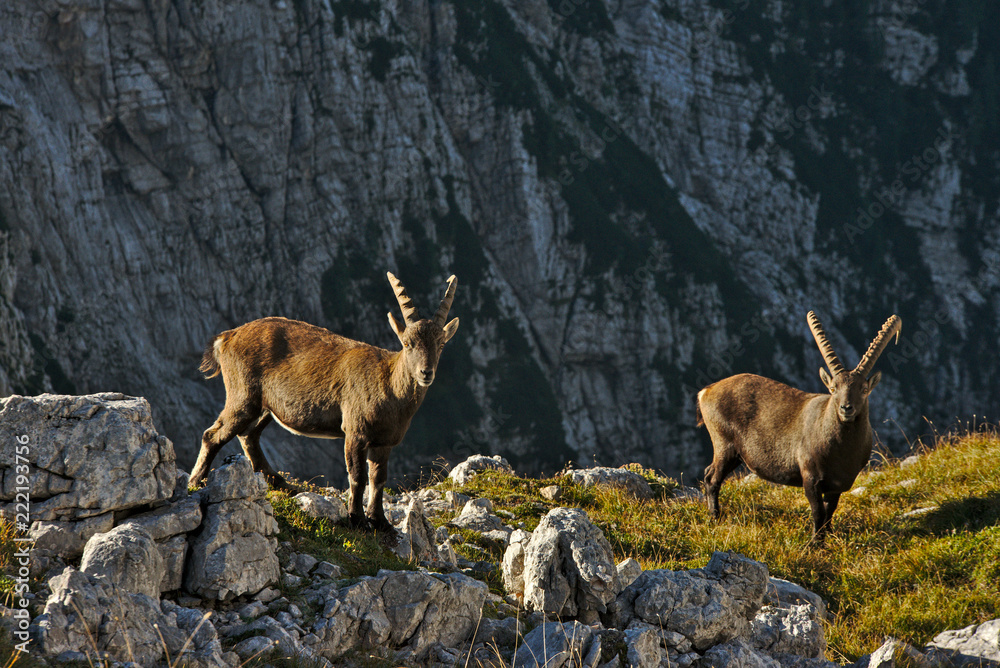 Wild european alpine ibex in nature environment Wild european alpine ibex in nature environment