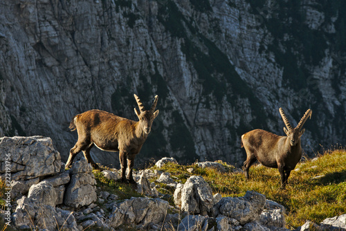 Wild european alpine ibex in nature environment