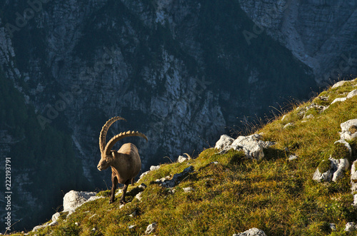 Wild european alpine ibex in nature environment