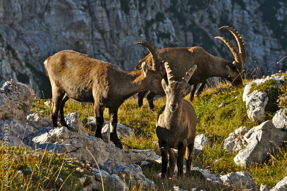 Wild european alpine ibex in nature environment Wild european alpine ibex in nature environment