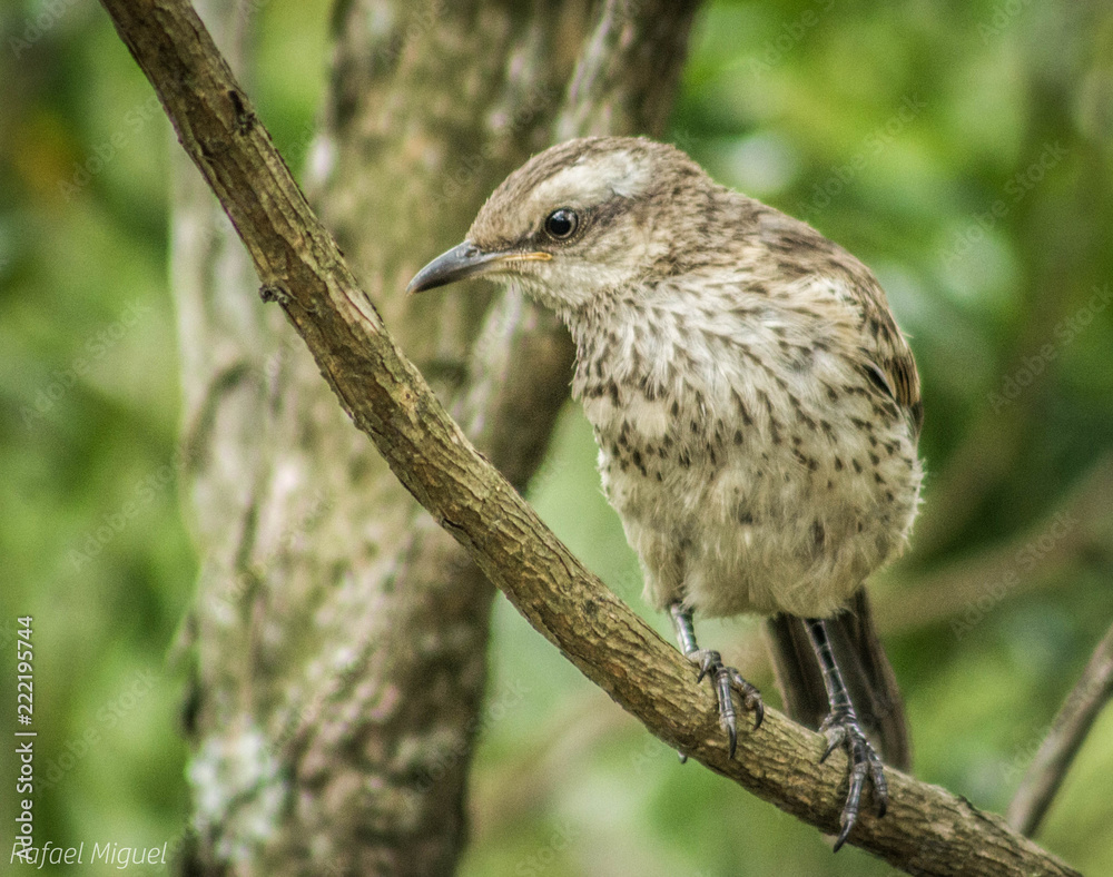 bird of prey bird of prey