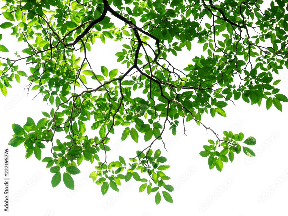 Tree leaf of tropical plant, vacation and relaxation Tree leaf of tropical plant, vacation and relaxation
