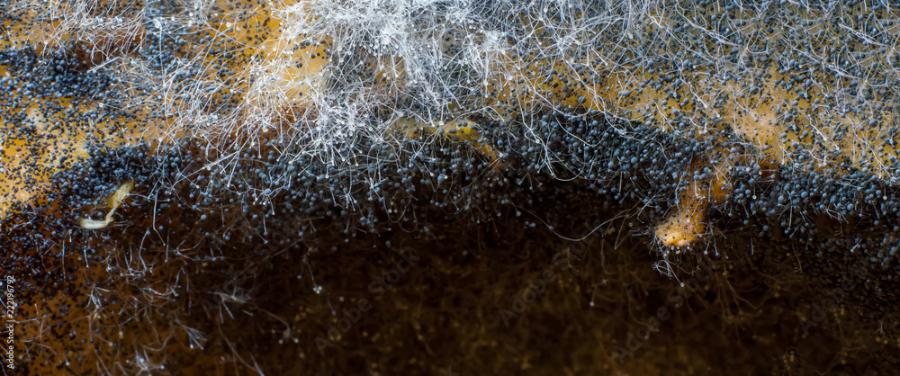 Mold, fungus spores, macro photography. - obrazy, fototapety, plakaty 