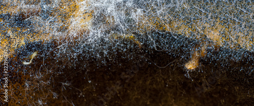 Mold, fungus spores, macro photography. photo