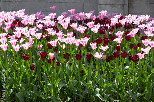 Flowerbed with Tulips
