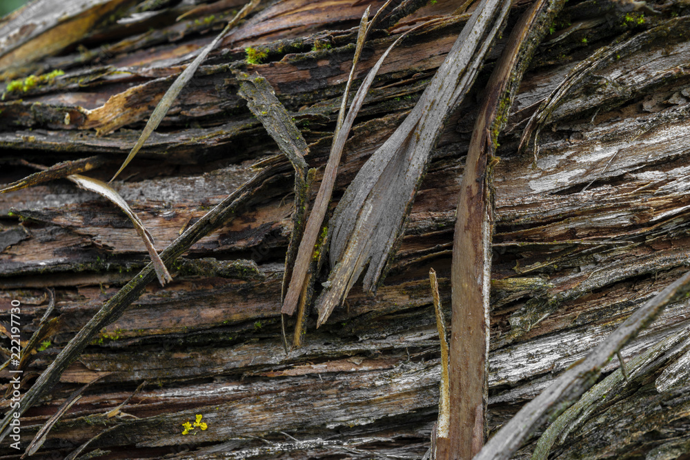 Background surface of very old tree bark covered with green moss Background surface of very old tree bark covered with green moss